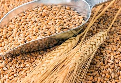 El trigo voló en Chicago, superó los US$ 250 y está en máximos desde 2024