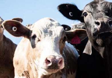 Beef-on-dairy gana protagonismo y redefine la visibilidad del negocio cárnico Beef-on-dairy gana protagonismo y redefine la visibilidad del negocio cárnico