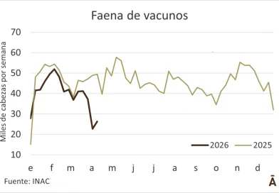 Modesto aumento para la faena, que sigue por debajo de las 30 mil cabezas Modesto aumento para la faena, que sigue por debajo de las 30 mil cabezas