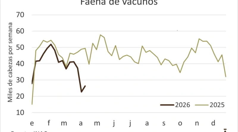 Modesto aumento para la faena, que sigue por debajo de las 30 mil cabezas Modesto aumento para la faena, que sigue por debajo de las 30 mil cabezas