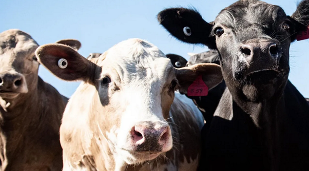 Beef-on-dairy gana protagonismo y redefine la visibilidad del negocio cárnico Beef-on-dairy gana protagonismo y redefine la visibilidad del negocio cárnico