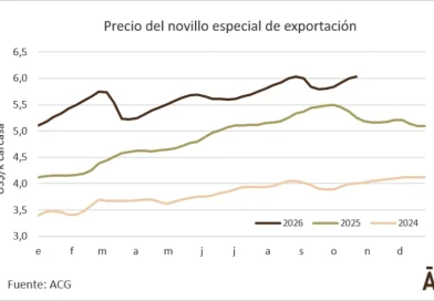El novillo de exportación volvió al récord de fines de agosto